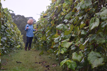 Clair Livingston's life among the vines